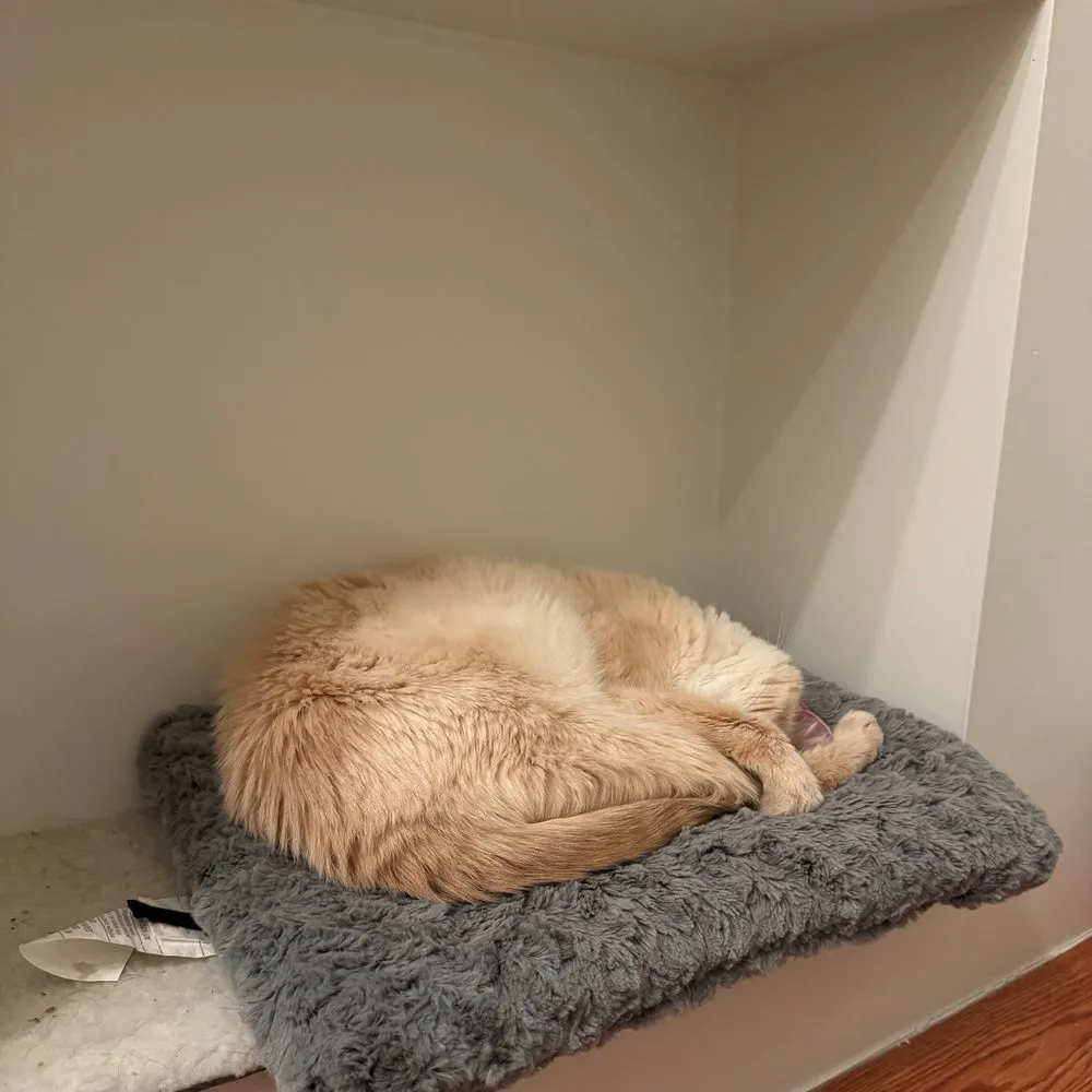 Tybalt curled into a tight loaf on a gray fuzzy mat, with a starburst sticker reading 100% real cat.