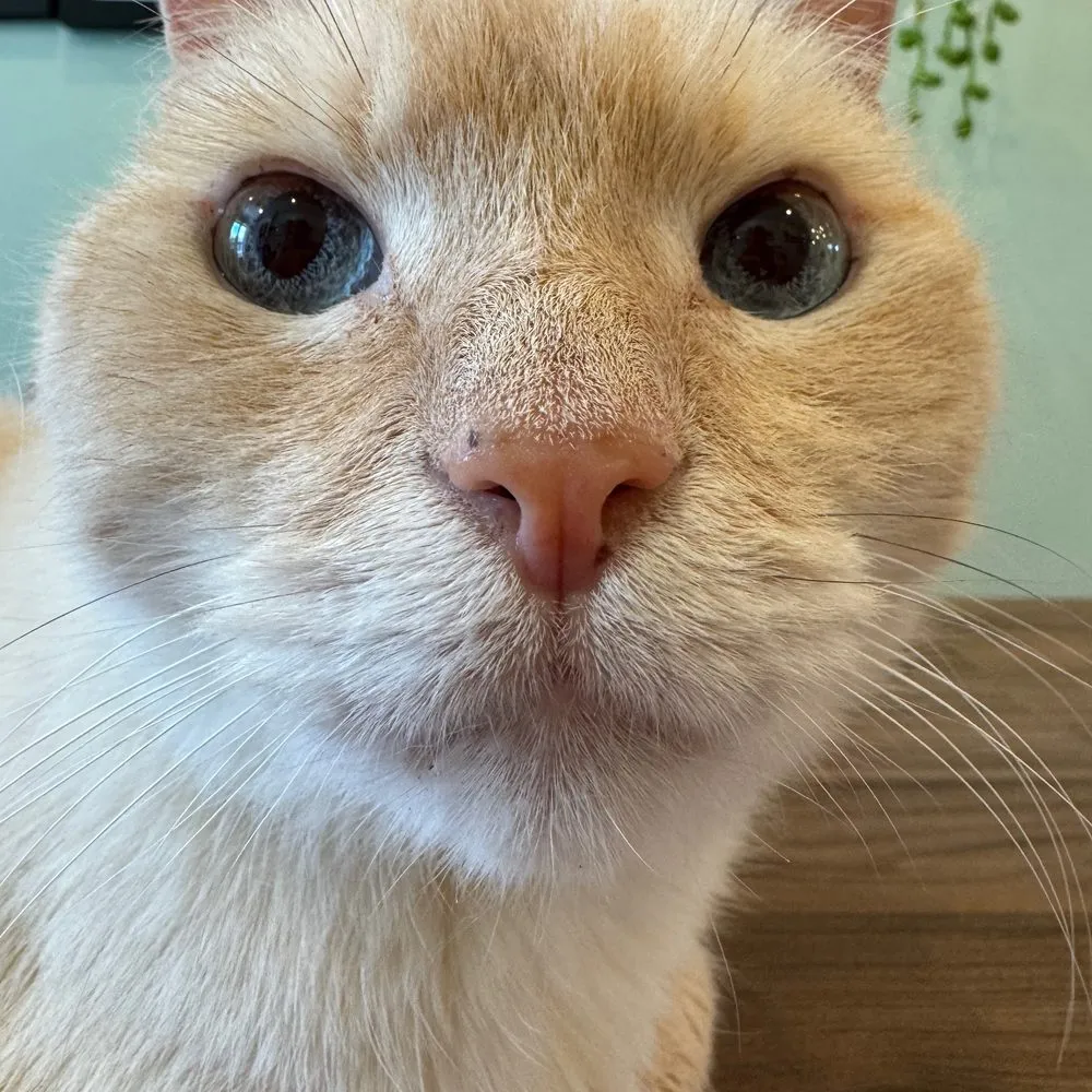 A close-up of Tybalt's face, stretched sideways like a badly resized product photo.