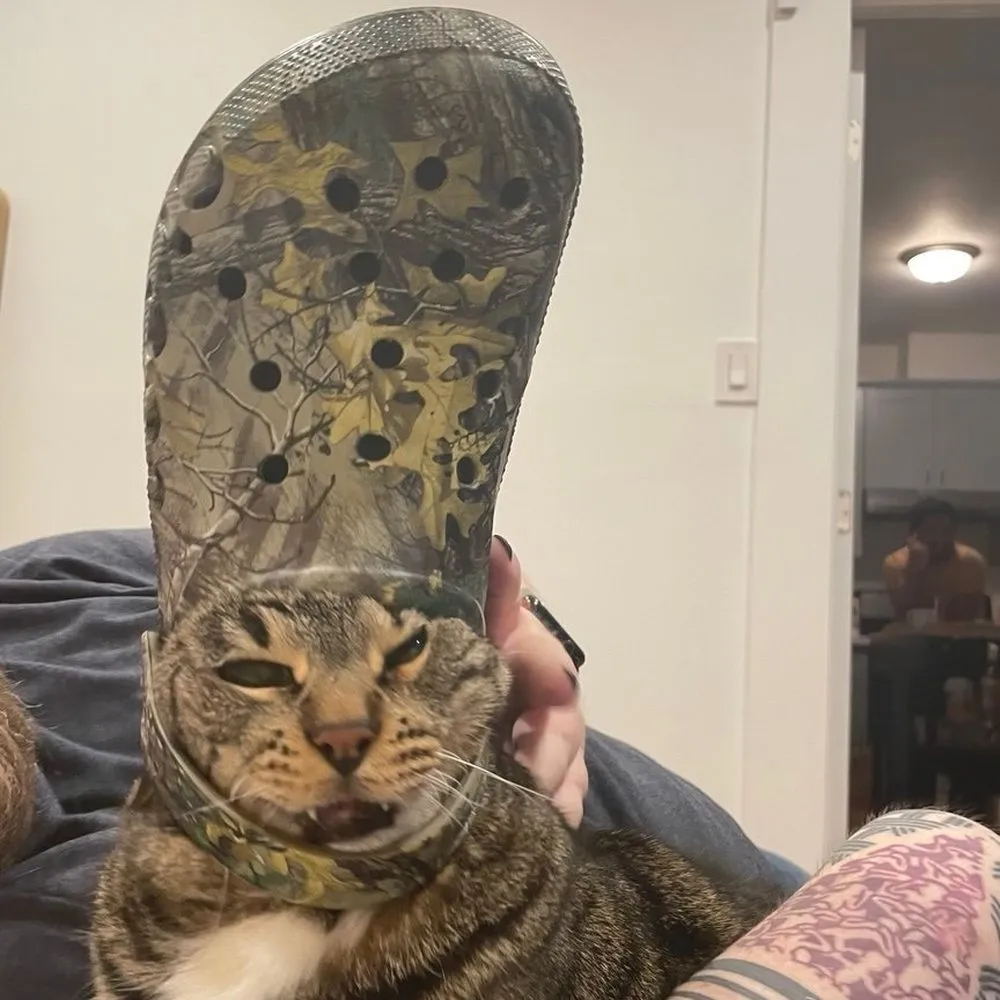 Dante wearing a camouflage clog on his head, deeply unimpressed.