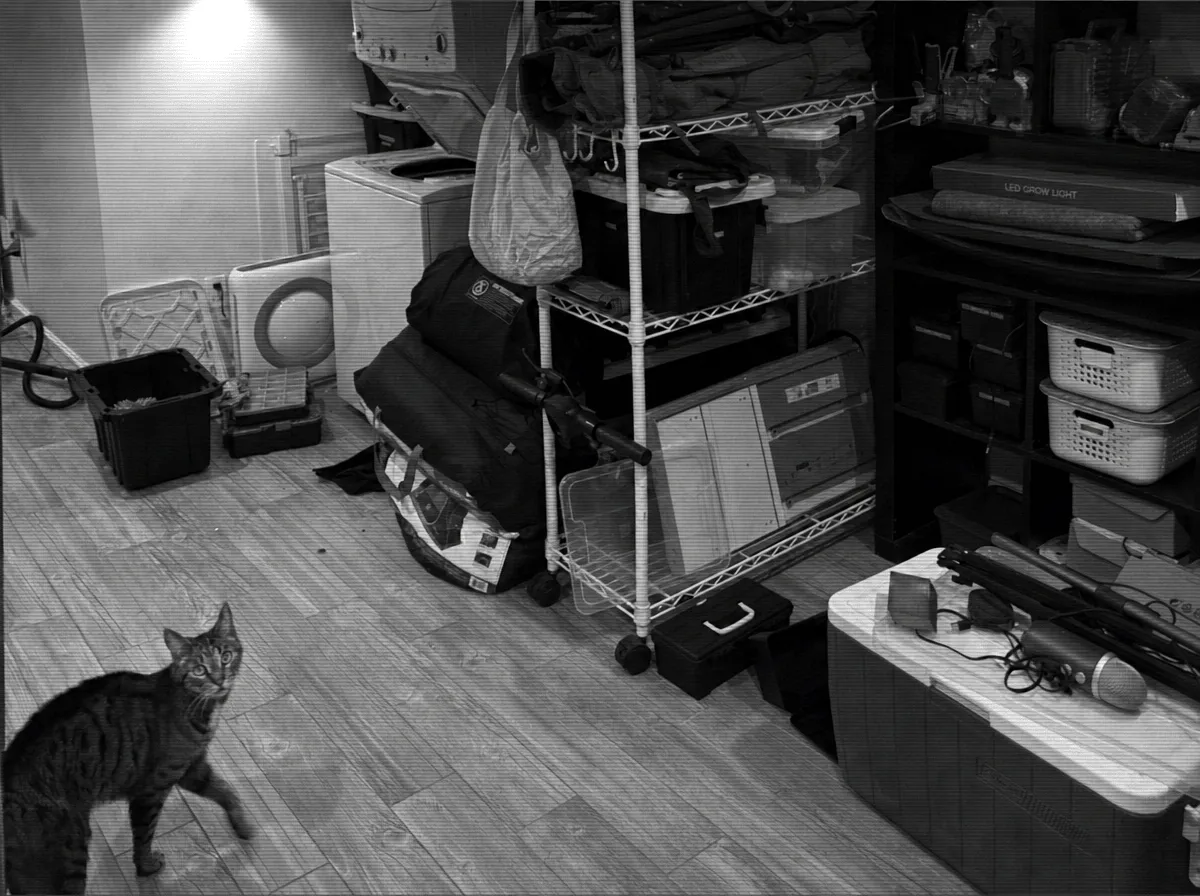 The same basement with the lights on. Dante, a tabby cat, stares straight at the camera.