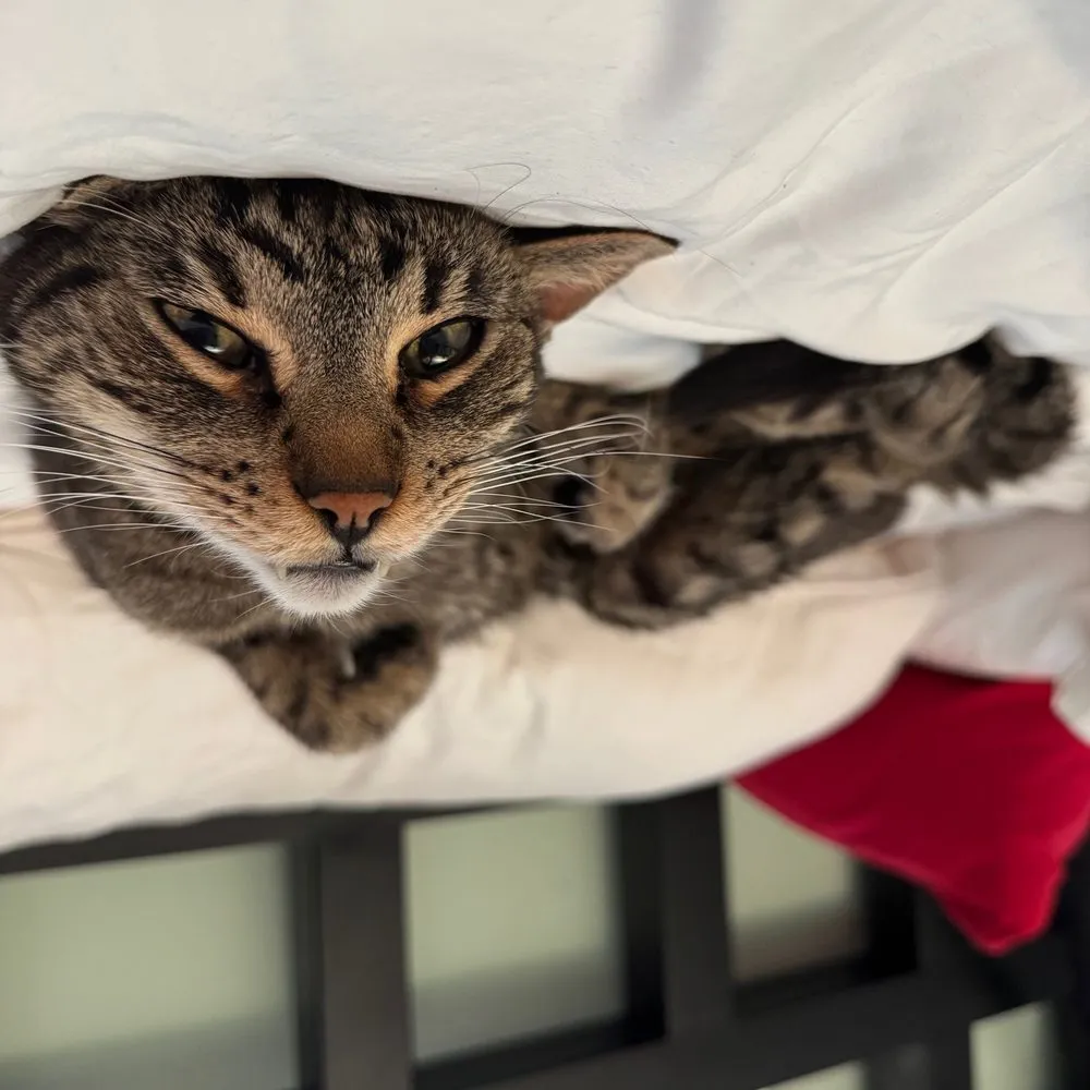 Dante lying on his back on a bed, uploaded upside down so he looks right side up and the bed hangs from the ceiling.