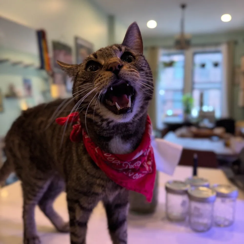 Dante, a brown tabby in a red bandana, yelling with his mouth wide open.
