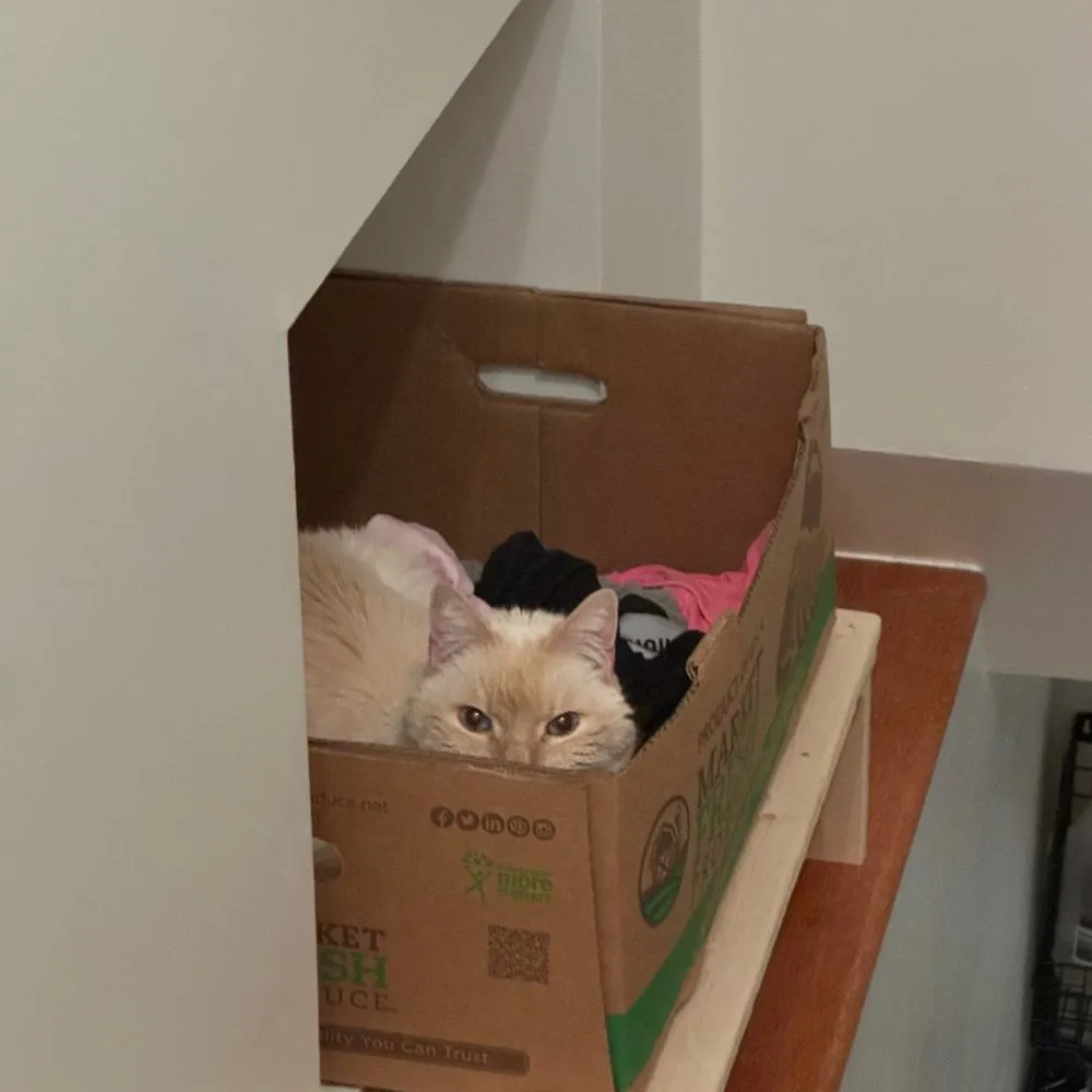 Tybalt peeking out of a cardboard box full of laundry.