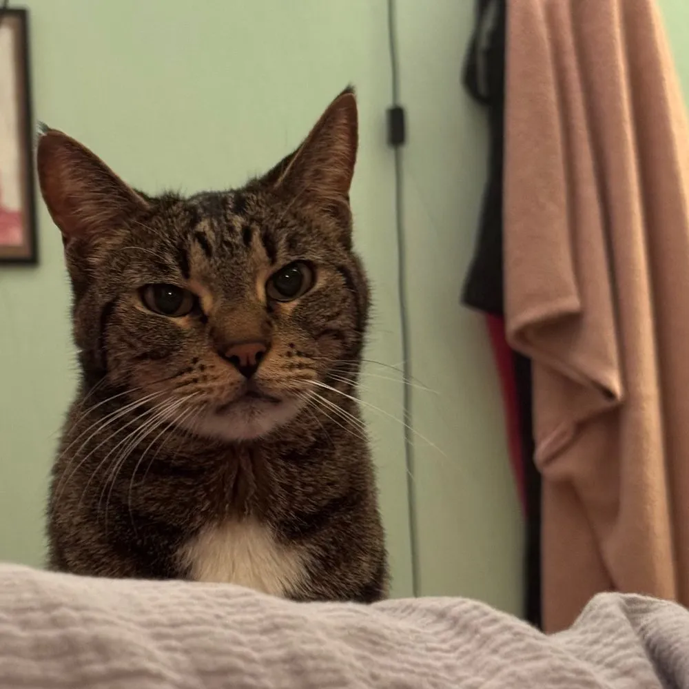 Dante, a brown tabby, sitting on the back of a couch and staring flatly at the camera.