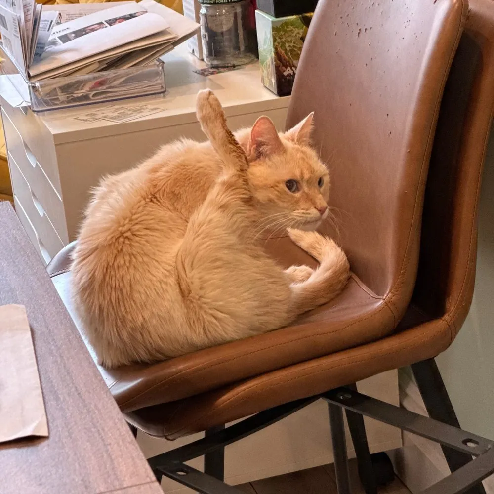 Tybalt, a cream-colored cat, loafed on a brown leather chair.