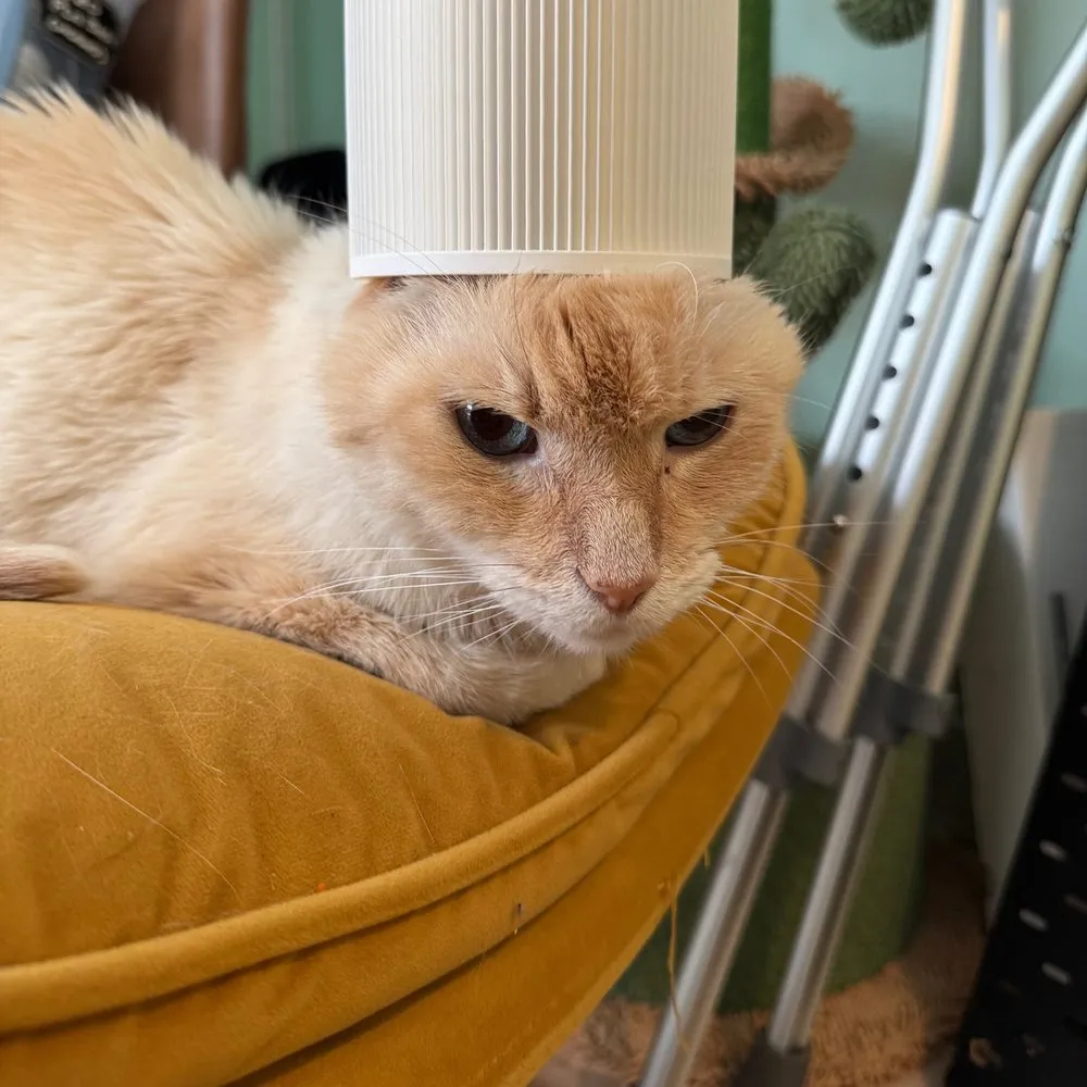 Tybalt glaring sideways from a mustard cushion, a white lamp shade sitting on his head.