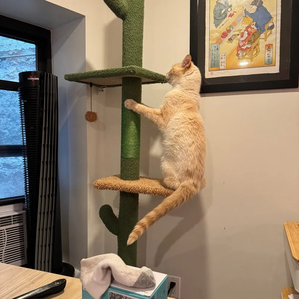 Tybalt clinging to a tall cactus-shaped cat tree, small in the frame.
