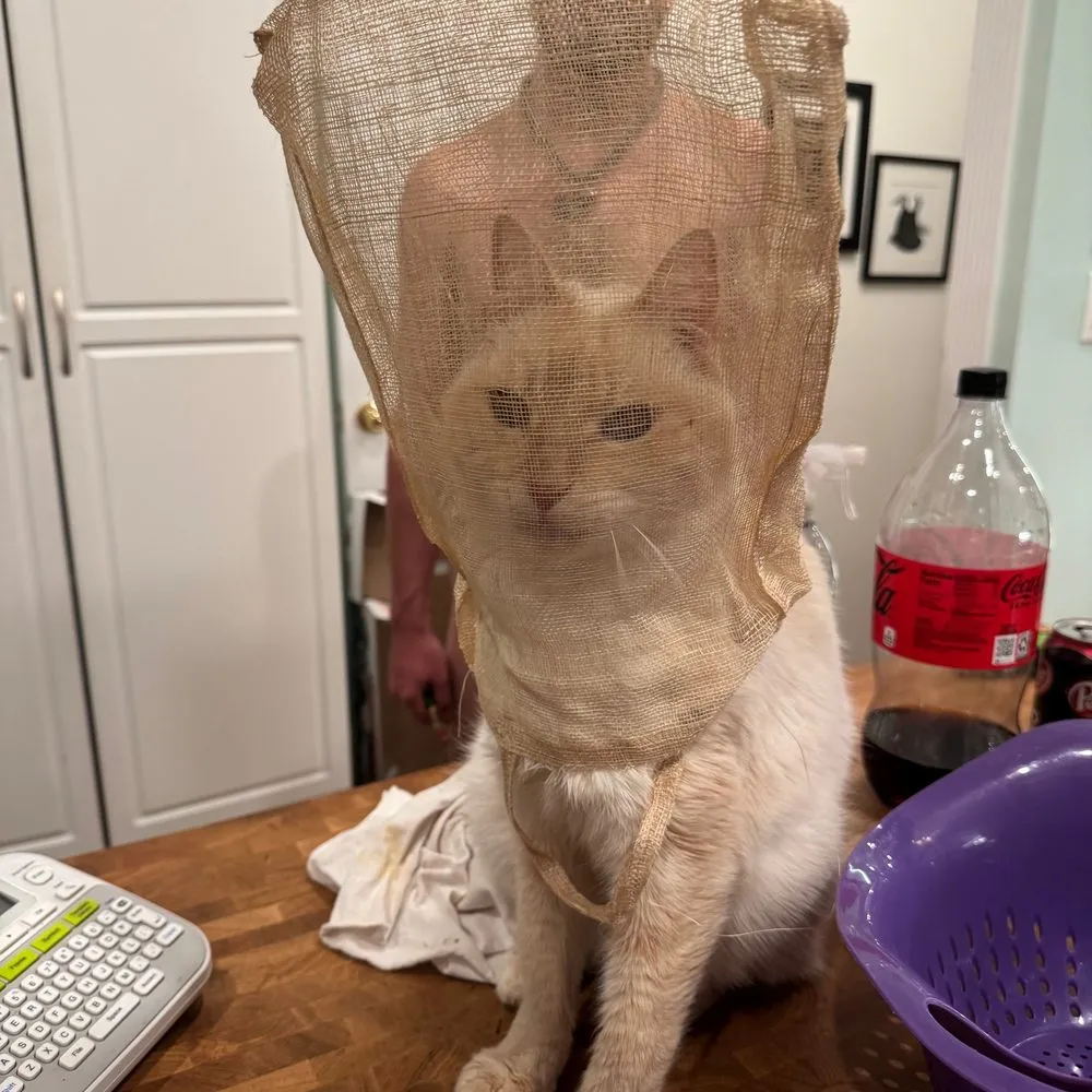 Tybalt sitting on a counter with a burlap mesh bag pulled over his head.